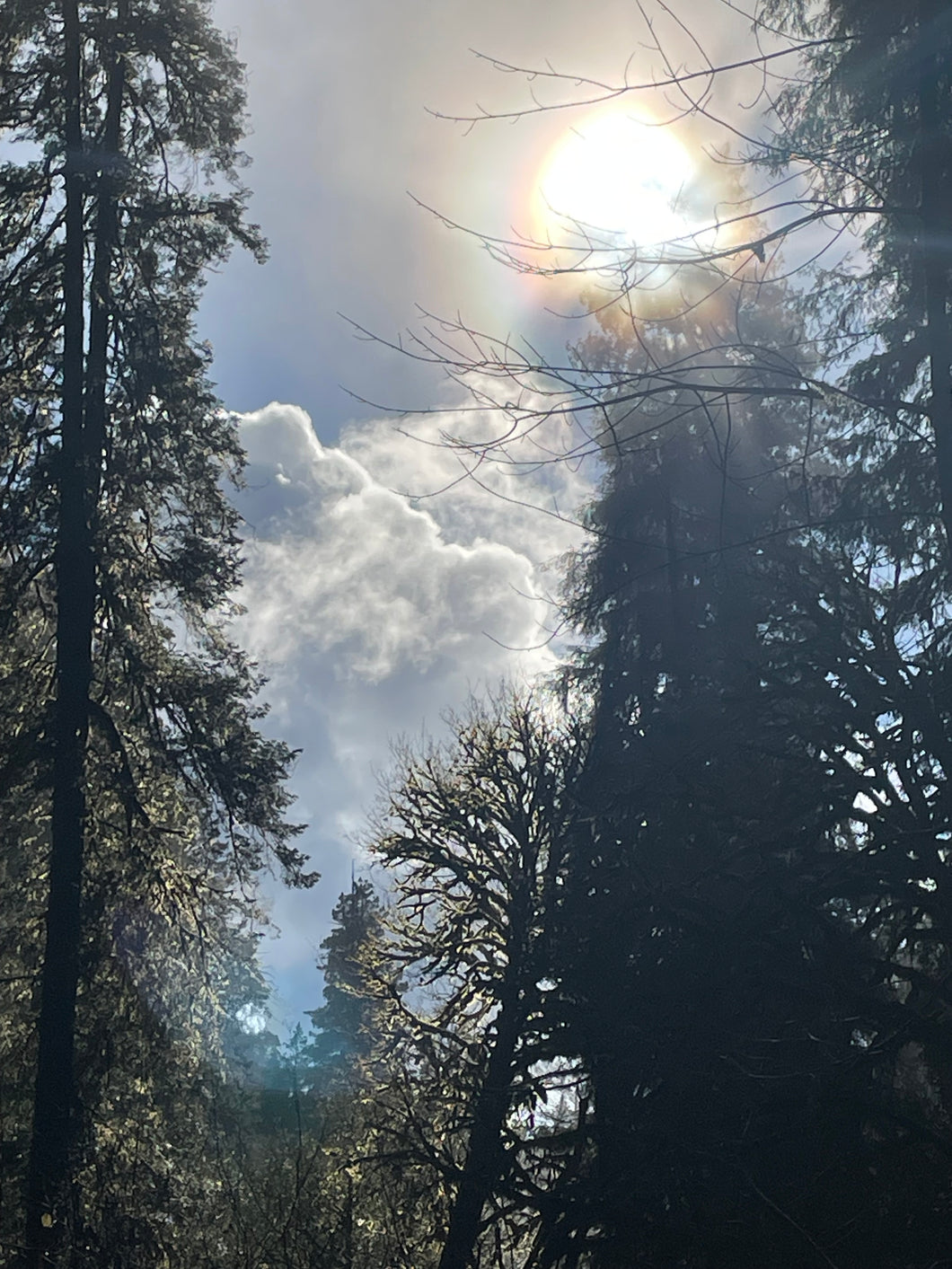 Redwood Forest Sun Halo, Digital Download